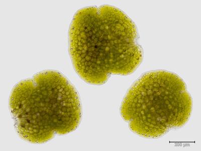 marchantia polymorpha ssp ruderalis brutgemmen