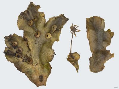 marchantia polymorpha ssp ruderalis habitus oberseite