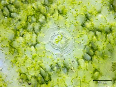 marchantia polymorpha ssp ruderalis thallus atempore