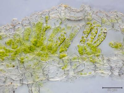 marchantia polymorpha ssp ruderalis thallus atempore quer