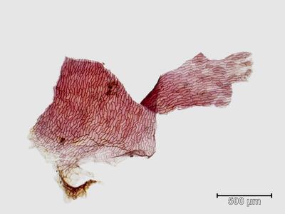 preissia quadrata ssp hyperborea bauchschuppe