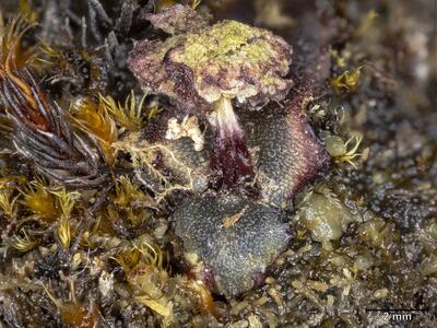 preissia quadrata ssp hyperborea habitus weibliches koepfchen