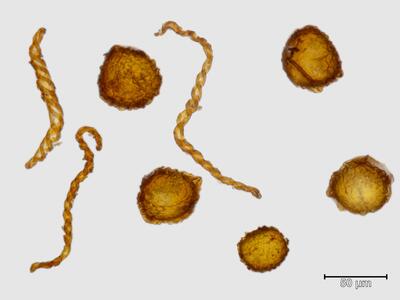 preissia quadrata ssp hyperborea sporen elateren
