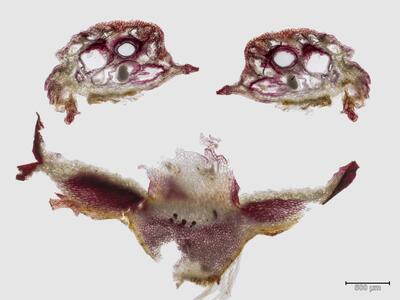 preissia quadrata ssp hyperborea thallus archegonienstand quer
