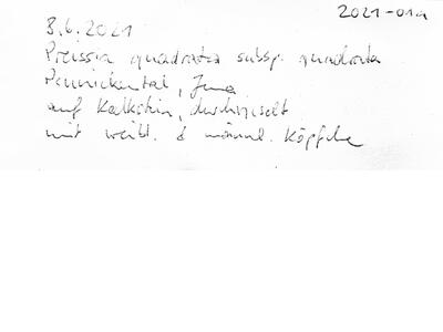 preissia quadrata ssp quadrata frisch herbarbeleg