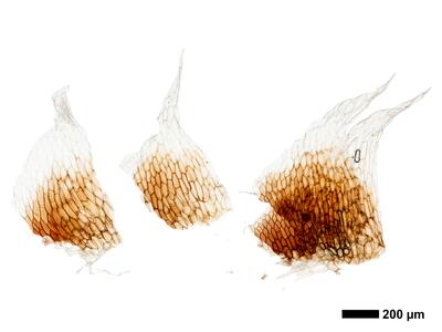 oxymitra incrassata 1 bauchschuppen