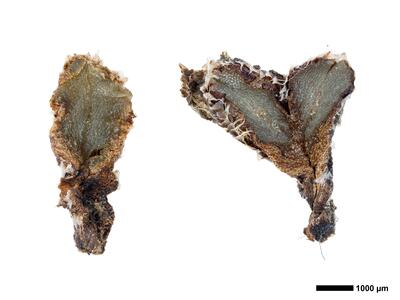 oxymitra incrassata 1 habitus oberseite