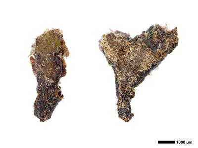 oxymitra incrassata 1 habitus unterseite