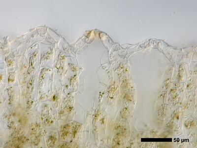 oxymitra incrassata 1 thallus atempore quer