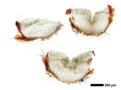 oxymitra incrassata 1 thallus quer