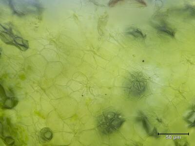 oxymitra incrassata atemporen aufsicht