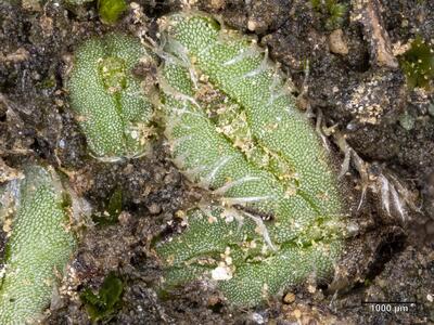 oxymitra incrassata detail