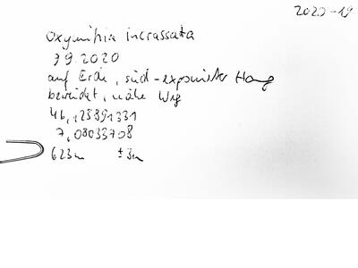 oxymitra incrassata herbarbeleg
