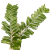 Plagiochilaceae