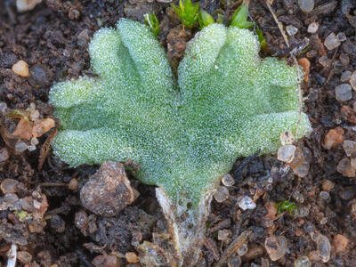 riccia beyrichiana swe detail