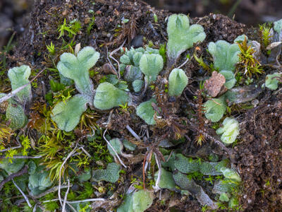 riccia beyrichiana swe habitat