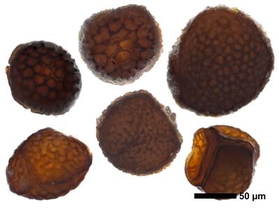 riccia beyrichiana swe spores