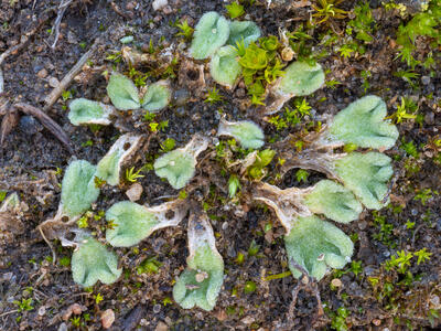 riccia beyrichiana swe stature