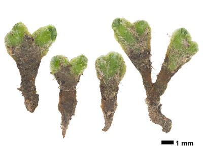 riccia beyrichiana swe stature dorsal side