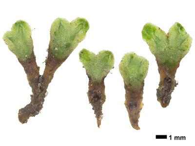 riccia beyrichiana swe stature ventral side