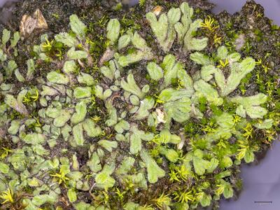 riccia bifurca