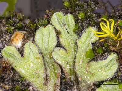 riccia bifurca habitus