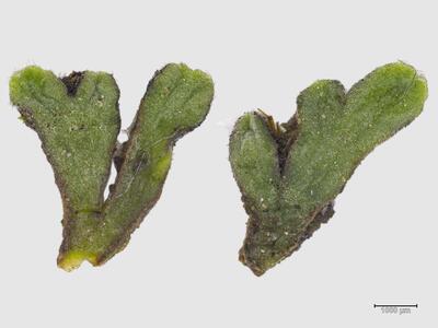 riccia bifurca habitus oberseite