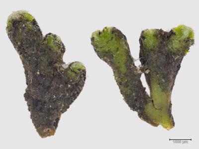 riccia bifurca habitus unterseite