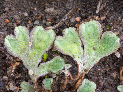 riccia bifurca swe detail