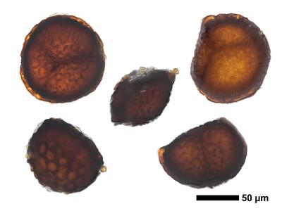 riccia bifurca swe spores