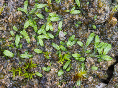 riccia canaliculata swe detail