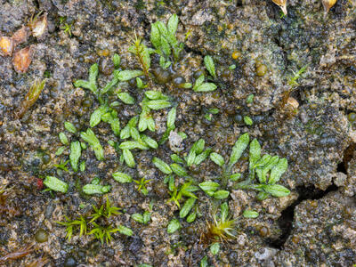 riccia canaliculata swe stature