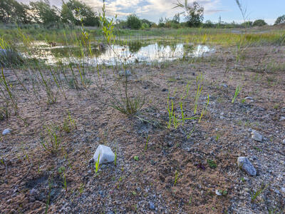 riccia cavernosa swe habitat