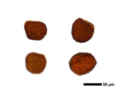riccia cavernosa swe spores