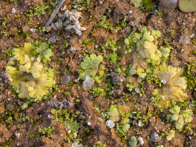 riccia cavernosa swe stature