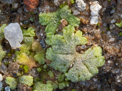 riccia cavernosa swe stature detail