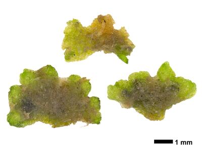 riccia cavernosa swe stature dorsal side