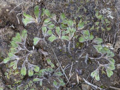 riccia ciliata