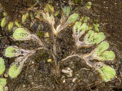 riccia ciliata habitus