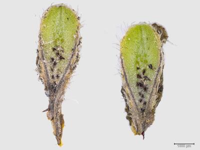 riccia ciliata habitus oberseite