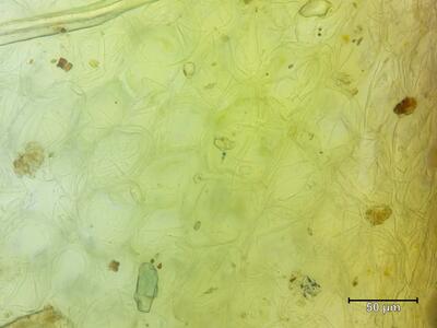 riccia ciliata thallus aufsicht