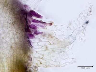 riccia ciliata thallus bauchschuppen quer