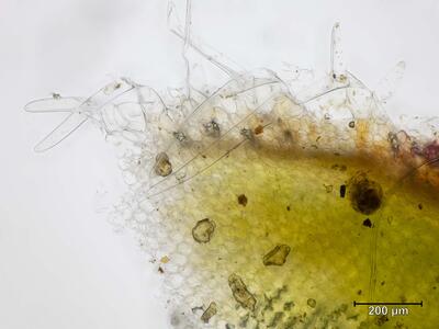 riccia ciliata thallus cilien aufsicht