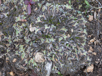 riccia ciliifera hal stature