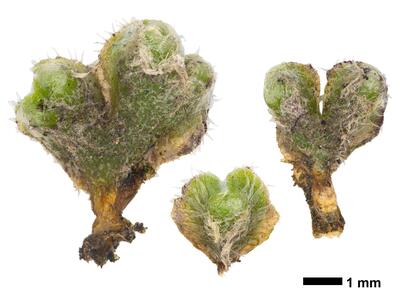 riccia ciliifera hal stature dorsal side