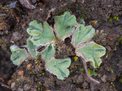 riccia ciliifera swe detail