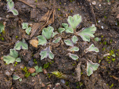 riccia ciliifera swe stature