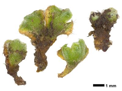 riccia ciliifera swe stature dorsal side