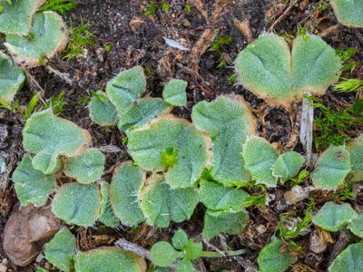 riccia ciliifera var gougetiana hal detail