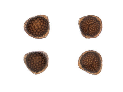 riccia glauca spores